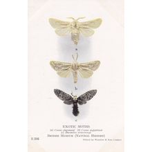 Cossus Cheesmani Aegyptiaca Cossidae Moth Family Exotic Moths Postcard