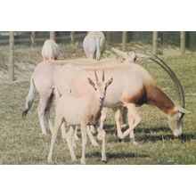 Scimitar Horned Oryx at Marwell Zoo Zoological Park Antelope Rare Postcard