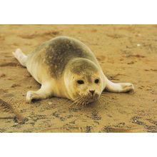 Blakeney Point Seal Pup Norfolk Postcard