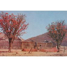 Transvaal Flower Flowering Kaffirboom Kraal South Africa Postcard