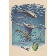 Blue Flying Fish Silky Shark Pacific Herring Tuna Fish Painting Postcard