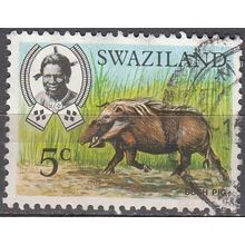 Swaziland 1969 Michel 165 O Cote (2002) 0.10 Euro Potamochère roux Cachet rond