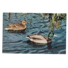 MALLARD DUCKS unused vintage postcard by J. Salmon =