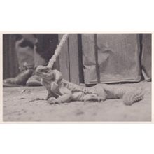 Egyptian Lizard in WW2 1943 Real Photo Postcard