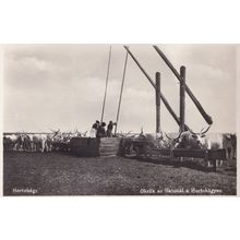 Hortobagy Oxen Drinking Trough Hungary Old Photo Postcard