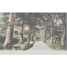 Burley Woods New Forest F.G.O Stuart 1010 Hampshire Postcard (QHAM181)