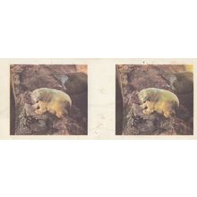 Polar Bear Weetabix Cereal Animal Card Old Ephemera