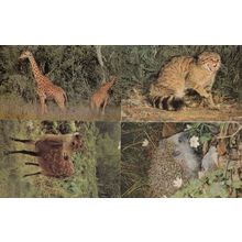 Hedgehog Wild Cat Giraffe Sika Deer 4x Salmon Animals 1970s Postcard s