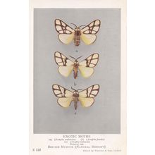 Anaphe Ambrizia Panda Infracta Notodontidae African Exotic Moths Postcard