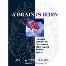 A Brain Is Born