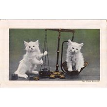 Try Your Weight Cats With Scales Antique Kitten Postcard