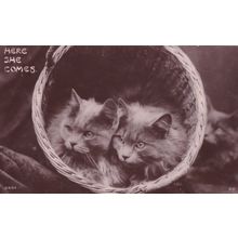Here She Comes Kittens In Basket Antique Cat Real Photo Postcard