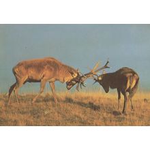 Antler Fight Deer at Highland Wildlife Park Scottish Postcard