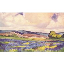 Anne Hills Lupins In Bloom Antique California Painting Postcard