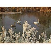 Alphamstone Pebmarsh Lamarsh Nr Sudbury Swan Lake Suffolk Postcard