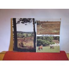 multiview, NEW FOREST, HAMPSHIRE unused postcard BY Michael J Allen 1990 =