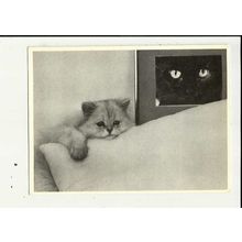 Cats SAD CAT Athena Postcard (659862)