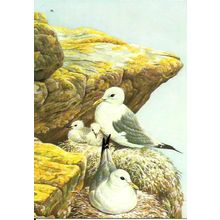 Art DAVID PARRY Kittiwakes Postcard (Medici 2166)