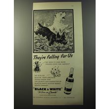 1953 Black & White Scotch Ad - They're falling for us