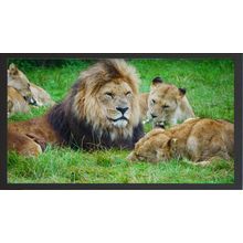 A Pride of Lions Resting in the Grass A4 Black