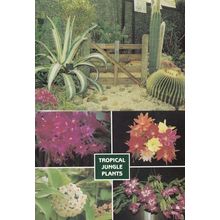 Cactus Garden Sussex Chelsea Flower Show Winning Flowers 2x Postcard