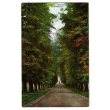 Postcard UK Shropshire Shrewsbury Quarry Avenue walk with high trees unposted