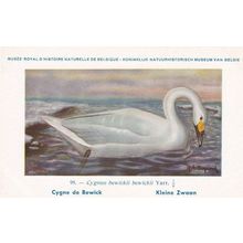 Tundra Swan Cygnus Beweckii Bird Antique Rare Postcard