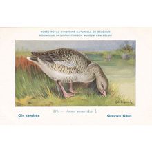 Greylag Goose Anser Anser Bird Antique Rare Postcard