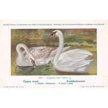 Mute Swan Cygnus Olor Bird Antique Rare Postcard