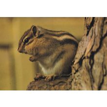 Red Chipmunk at Marwell Winchester Zoo Endangered Species Postcard