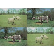Acton Scott Working Farm Museum Stretton Shropshire Sheep Cattle 4x Postcard s