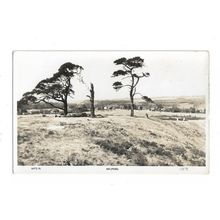 Milford. Devon, RP Postcard.