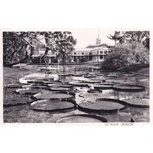 Bogor Indonesia Istana Gardens Real Photo Old Postcard