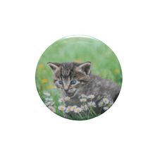 Kitten[ 2.25 inch ]