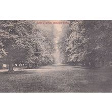 Lime Avenue Bushey Park Kingston Upon Thames 1905 Postcard