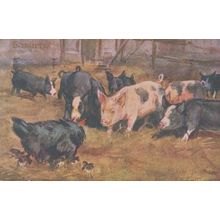 Intruders Bird In Pig Farm Antique Pigs Postcard