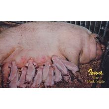 Iowa The Pork State American Pig Postcard