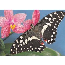 Papilio Demodocus Butterfly Postcard