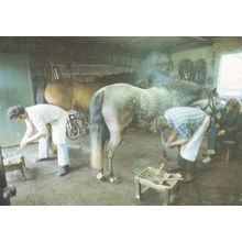 Horse Smelling Ladies Breasts Sark Blacksmiths Gretna Green Postcard