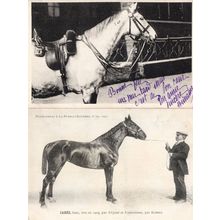 Jabes La France Chevaline 1909 Race Horse Antique PB Postcard