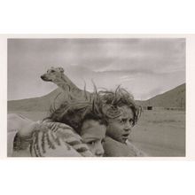 Nomads Kars Valley Turkey Mountain Dog Terror Award Photo Postcard