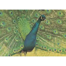 Peacock At Brownsea Island Dorset Zoo 1980s Postcard