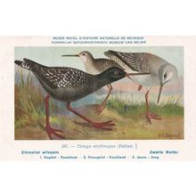 Spotted Redshank Tringa Erythropus Bird Antique Rare Postcard