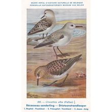 Sanderling Calidris Crocethia Alba Bird Antique Rare Postcard