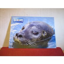 A GREY SEAL. unused postcard SEALIFE AQUARIUMS =