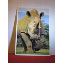 WHITE RHINOCEROS, COTSWOLD WILDLIFE PARK, BURFORD unused postcard =