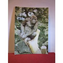 ASSUMBO, YOUNG GORILLA, TWYCROSS ZOO, LEICESTERSHIRE unused vintage postcard =