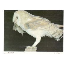 BARN OWL bird used postcard 1982 postmark #