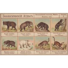 Zoological Atlas From Teddy Bear Collection 1909 Old Postcard