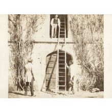 The Ladder Victorian Lacock Abbey Forces Of Nature Postcard